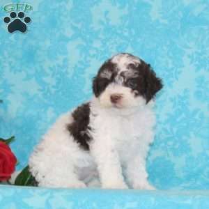 Perry, Maltipoo Puppy
